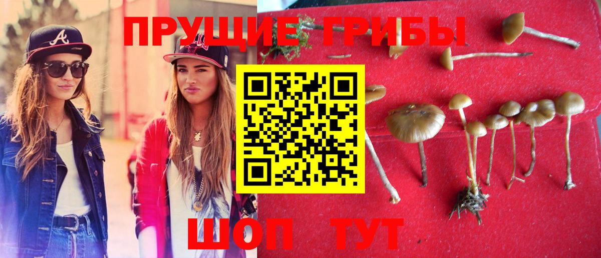 Кимры  Псилоцибиновые грибы Psilocybe  Вход с VPN 
